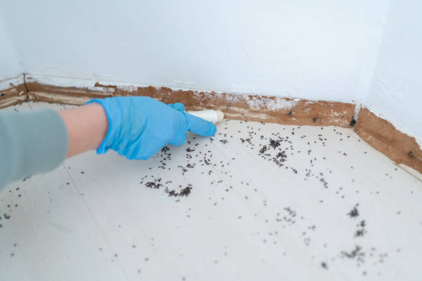 Real Estate Pest Inspections in North Plainfield, NJ